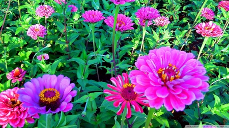 Pink Seenia - fields, olant, flower, pink