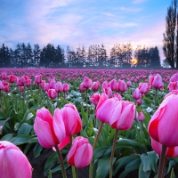 Pink Tulips Fields