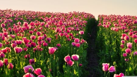 Pink poppies - nature, fields, flowers, poppies