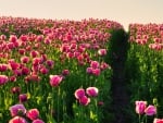 Pink poppies