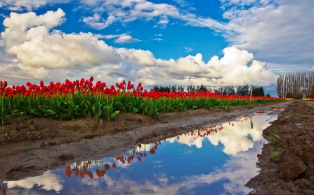 Tulips Fields Reflection - fields, sky, plants, reflection, clouds, red, green, tulip, flower