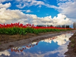 Tulips Fields Reflection