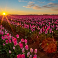 Tulips and Sunset