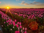 Tulips and Sunset