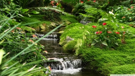 Little Water stream - streams, forest, stream, water, waterfall, plants, flower, rocks