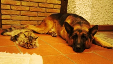 Friends - resting, shepherd, cat, watchdog