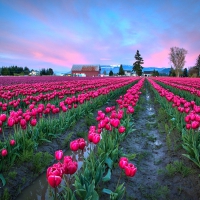 Tulips Fields in the Evening