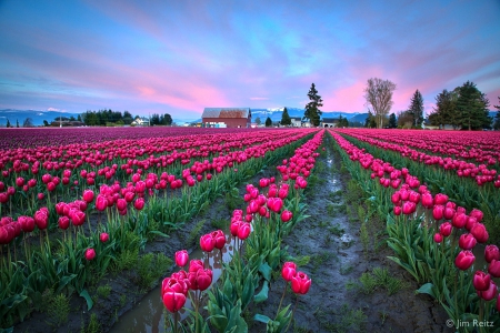 Tulips Fields in the Evening - fields, sky, many, tulips, plants, nature, evening, clouds, pink, rows, flowers, colors