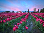 Tulips Fields in the Evening