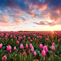 Tulips and Sunset