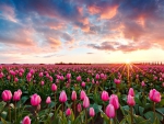 Tulips and Sunset