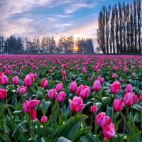 Tulips fields in Nature