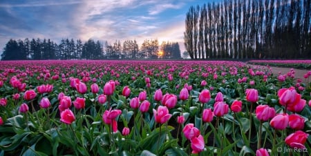 Tulips fields in Nature - fields, nature, sky, landscape, clouds, tulips, sunset