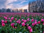 Tulips fields in Nature