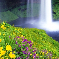 Beautiful flowers and waterfall