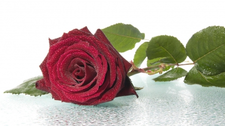 Perfect red rose - drop, flower, red rose, passion