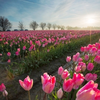 Beautiful Tulips Fields