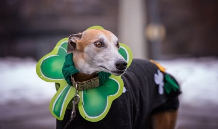 Happy St. Patrick`s Day - pretty, puppys, beautiful, dog, lovely, sweet, animal, dogs, cute, puppy, animals