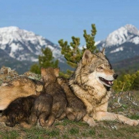 Mother and Cups