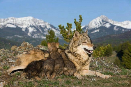 Mother and Cups - wolf, nature, wolves, cups, animals, mother, mountains