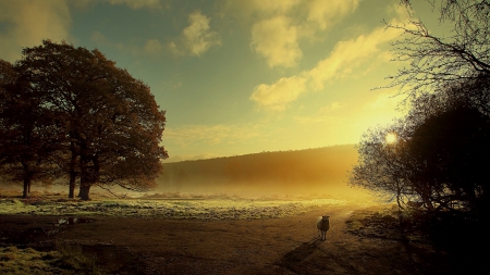 Nature - nature, sky, tree, cloud