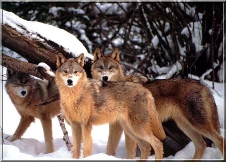 Red Wolves in Snow - Red, nature, Wolves, snow, animals