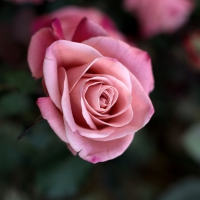 Pretty Pink Rose