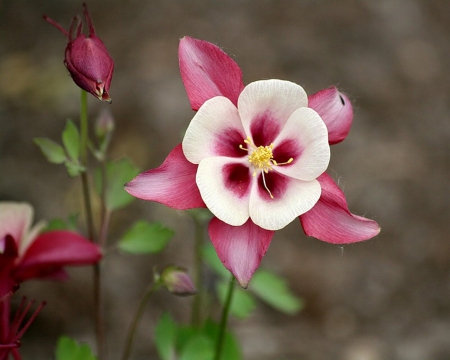 Flower - white, purple, flower, beautiful