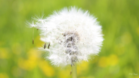 Dandelion Fluff - seeds, summer, spring, grass, blurr, weed, flower, fluff