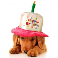 Birthday Dog