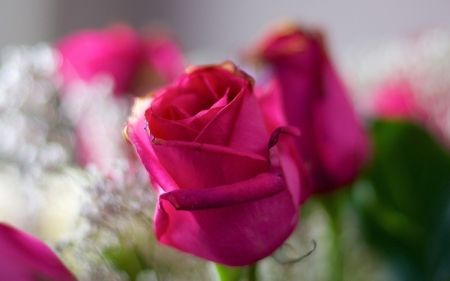 Roses - bouquet, roses, hot pink, beautiful