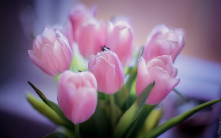 Pink Bouquet of Tulips