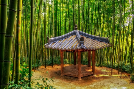 Bamboo Forest, Damyang, Korea - green, refuge, trees, foliage