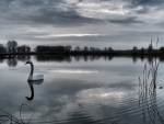 lovely swan on a pond