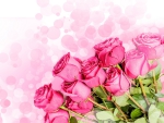 * Pink roses *