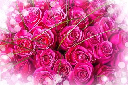 * Pink roses * - nature, flowers, roses, pink