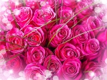 * Pink roses *