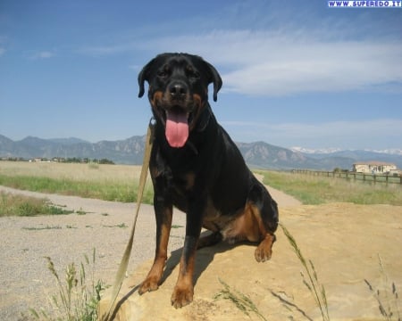 rottweiler - beach, the, is, on