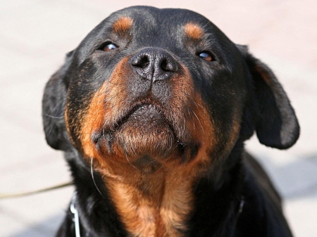 close up - face, attack, rottweiller, beauty