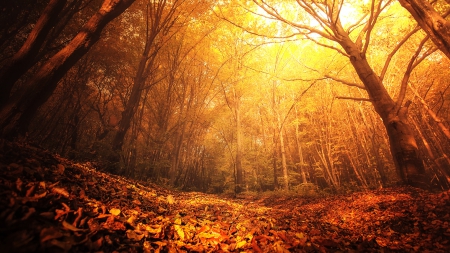 In The Deepest Wood - autumn, trees, forest, beautiful, leaves, sun lights, golden