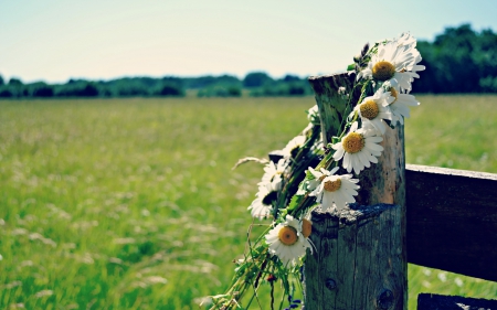 Garland of daisies - fence, summer, daisies, garland