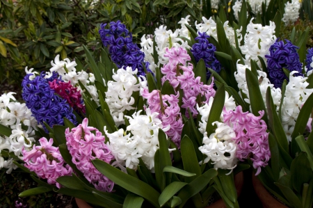 hyacinths - hyacinths, nature, flowers, garden, spring