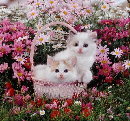 kittens in a basket - kittens, animals, cats, basket, garden, spring