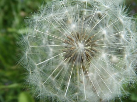 Dandelion Puff - dandelion, seeds, flower, puff