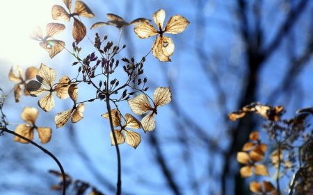 Dry hydrangea - sky, dry, sun, blue, hydrangea, tree