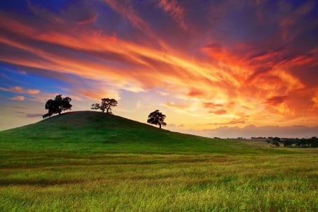 Field - tree, sunset, nature, sunrise, grass