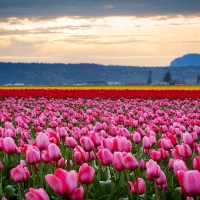 Tulips Fields in Evening