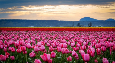 Tulips Fields in Evening - fields, nature, evening, tulips, flowers, colors