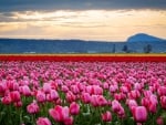 Tulips Fields in Evening