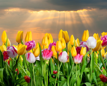 Spring Tulips - rays, sun, tulips, easter, sunset, sun rays, spring, clouds, tulip, flowers